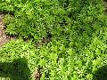 Sweet Woodruff / Galium odoratum  